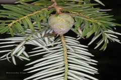 Tsuga dumosa